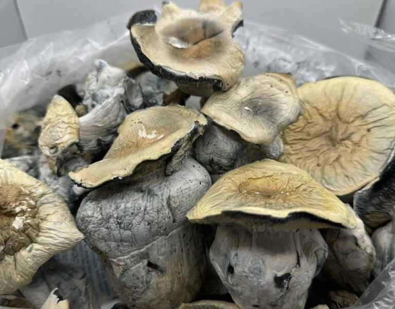 Dried hallucinogenic magic mushrooms